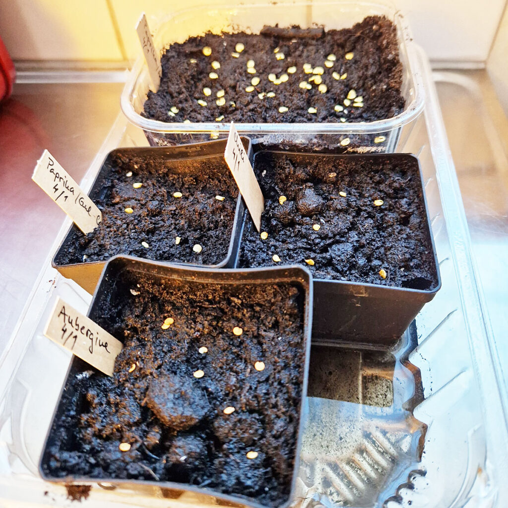 Starting Seeds Indoors - Broadcast sowing