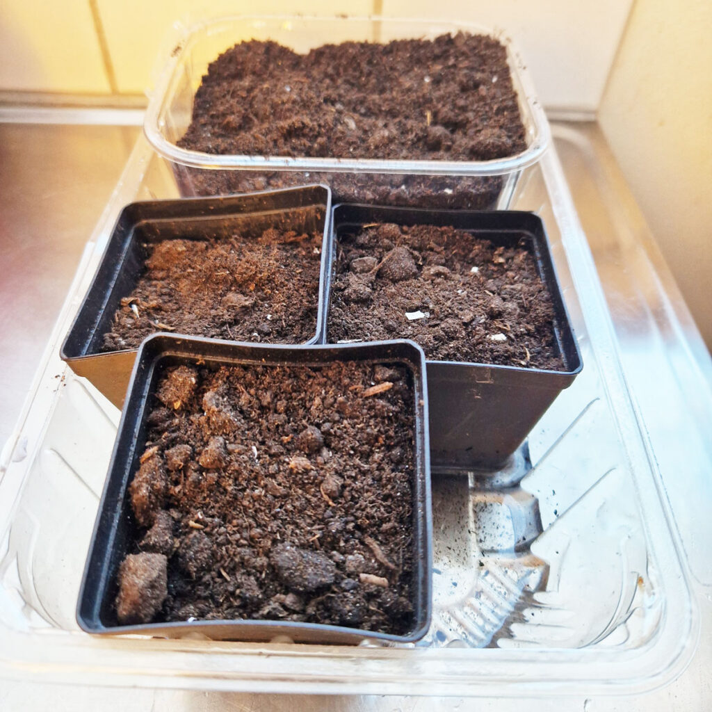Starting Seeds Indoors - soil in pots