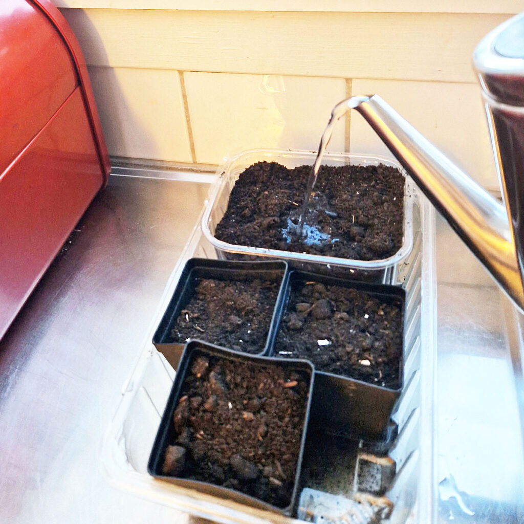 Starting Seeds Indoors - Watering with Hot Water to prevent Fungus Gnats